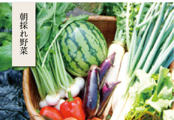 朝採れ野菜